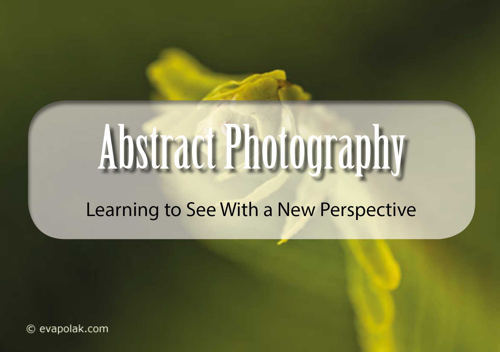 dandelions droplets water macro